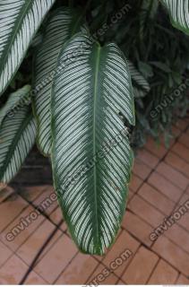 leaf tropical 0002